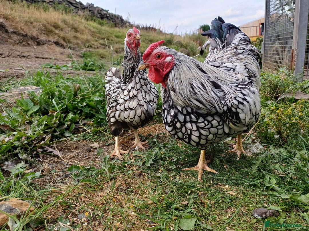 Chickens poultry for sale: Silver laced wynadotte breeding pair - Image 1