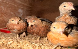 Chickens poultry for sale: Bantam gold welbar  - Image 1