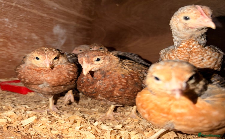 Chickens poultry - Advert 7