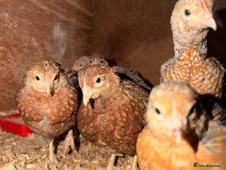 Chickens poultry - Advert 21