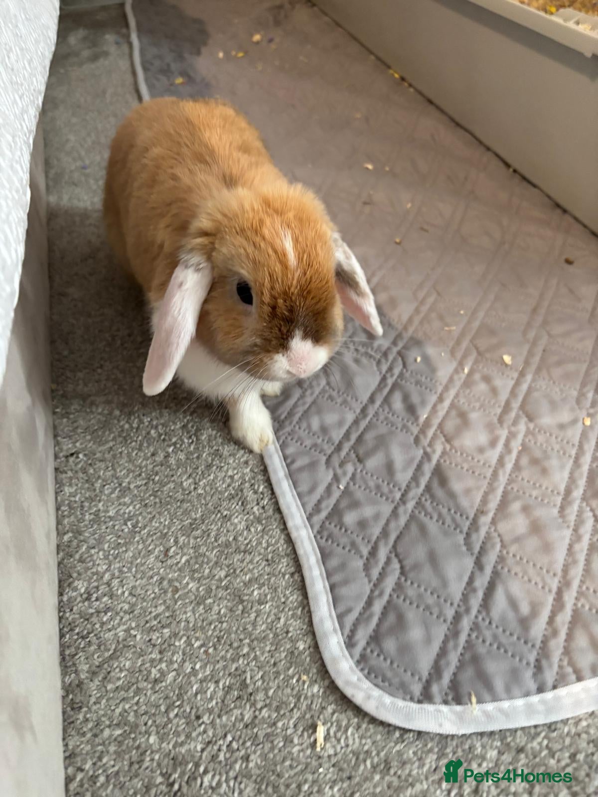 Mini Lop rabbits Mini lop for sale with indoor cage and accessories - Advert 2