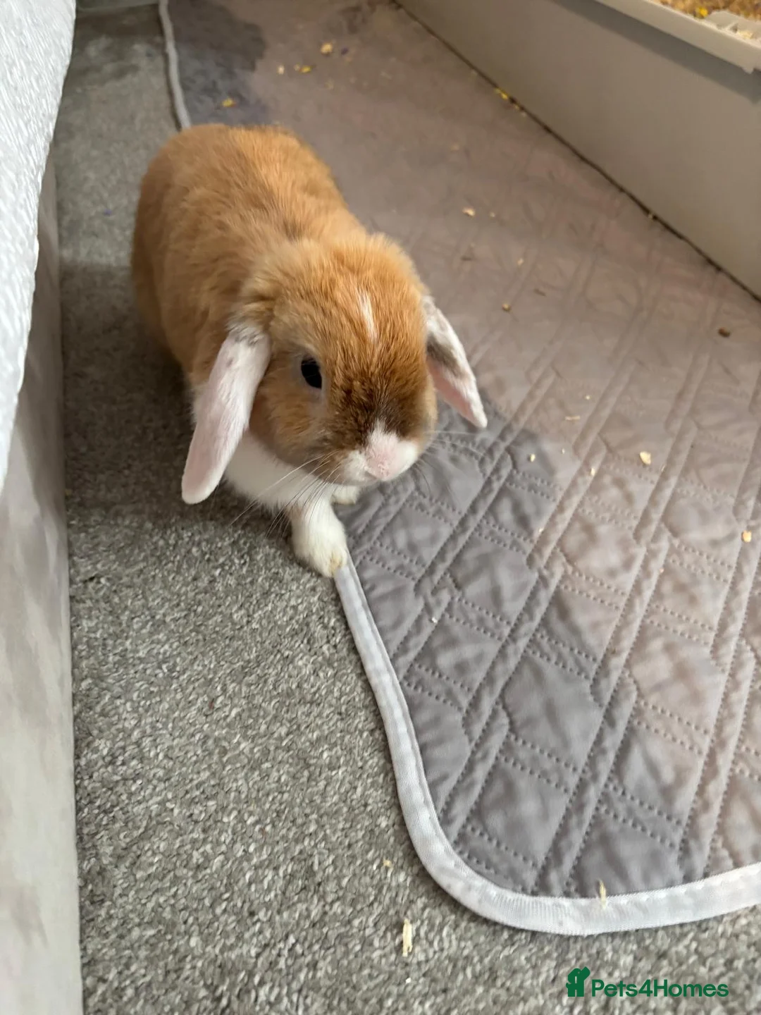 Mini Lop rabbits for sale: Mini lop for sale with indoor cage and accessories - Advert 2