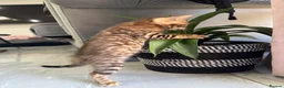 Bengal cats for sale: 💕Rosetted bengal kittens 💕 - Advert 27
