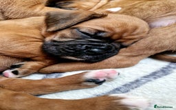 Boxer dogs for sale: Gorgeous Litter of 9 KC Registered Boxer Puppies - Image 5