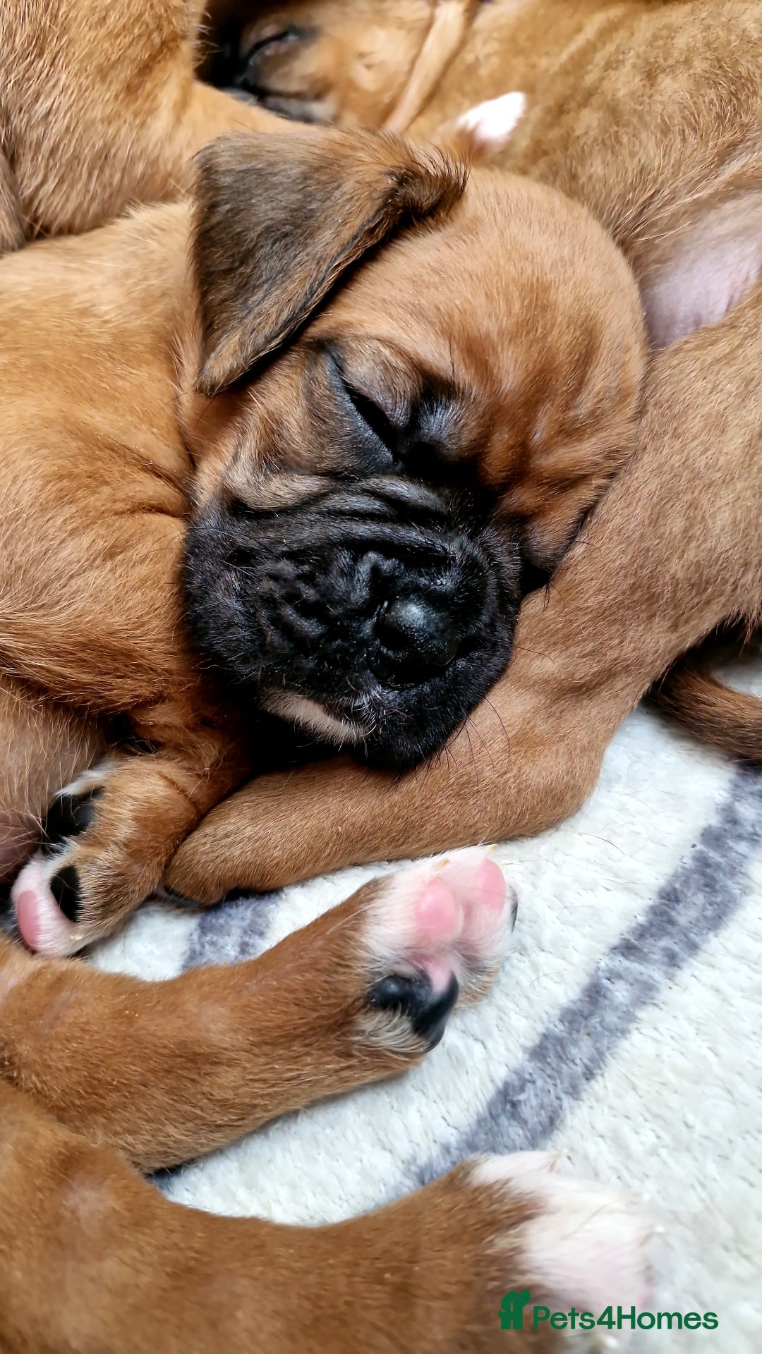 Boxer dogs for sale: Gorgeous Litter of 9 KC Registered Boxer Puppies - Image 5