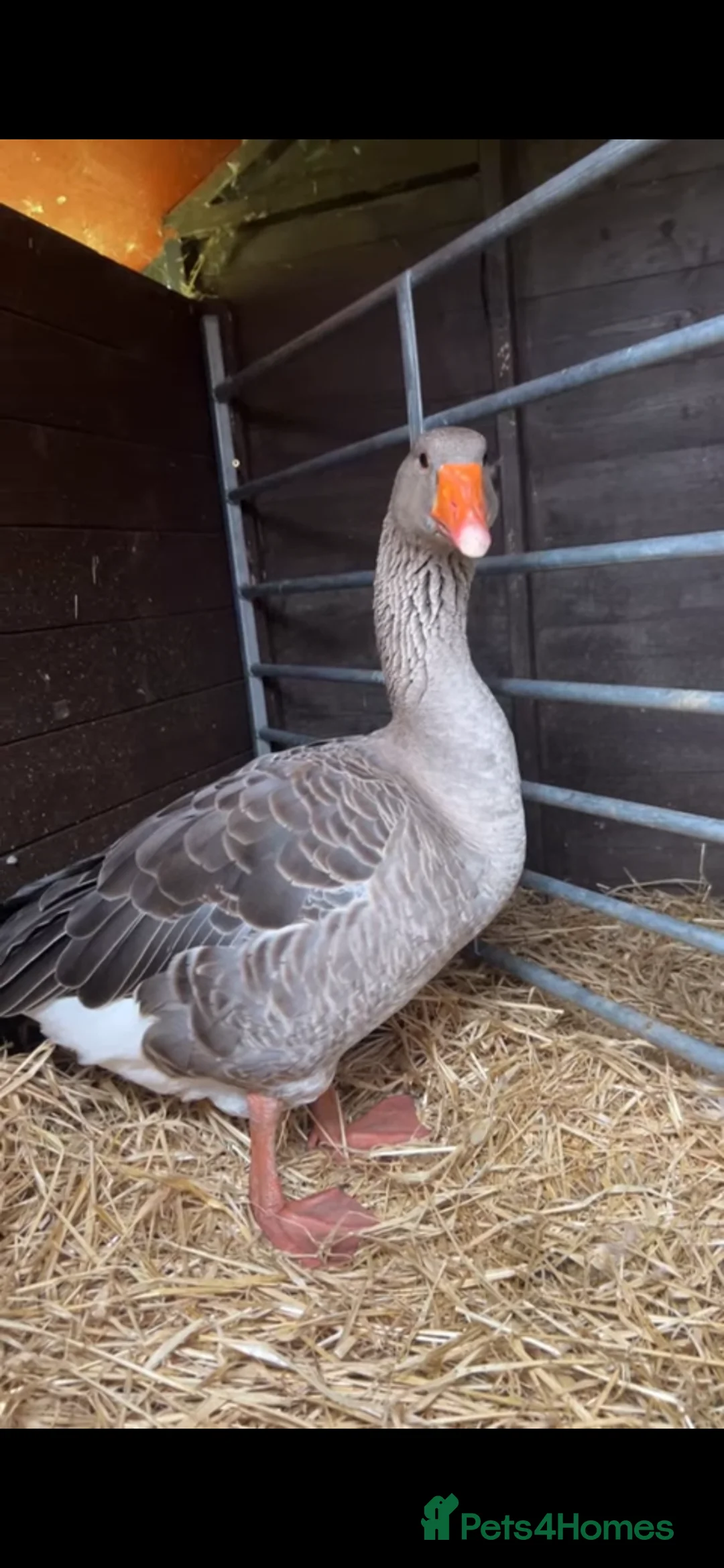 Geese poultry for sale: Brecon buff goose and Toulouse gander for sale - Advert 2