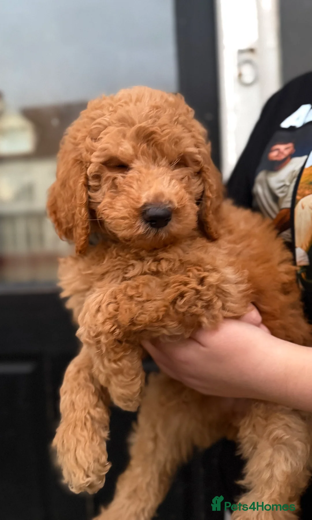 Goldendoodle dogs for sale: Female Goldendoodle Ready Now - Advert 2