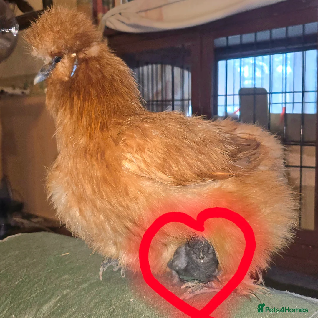 Chickens poultry for sale: Tame blue-gold Araucana cross boy - Advert 8