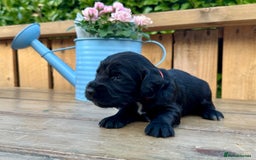Mixed Breed dogs for sale: Gorgeous litter of 8 x F1 Sprocker Spaniels - Image 28