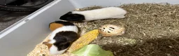 Guinea Pig rodents for sale: Guinea pigs - Advert 5
