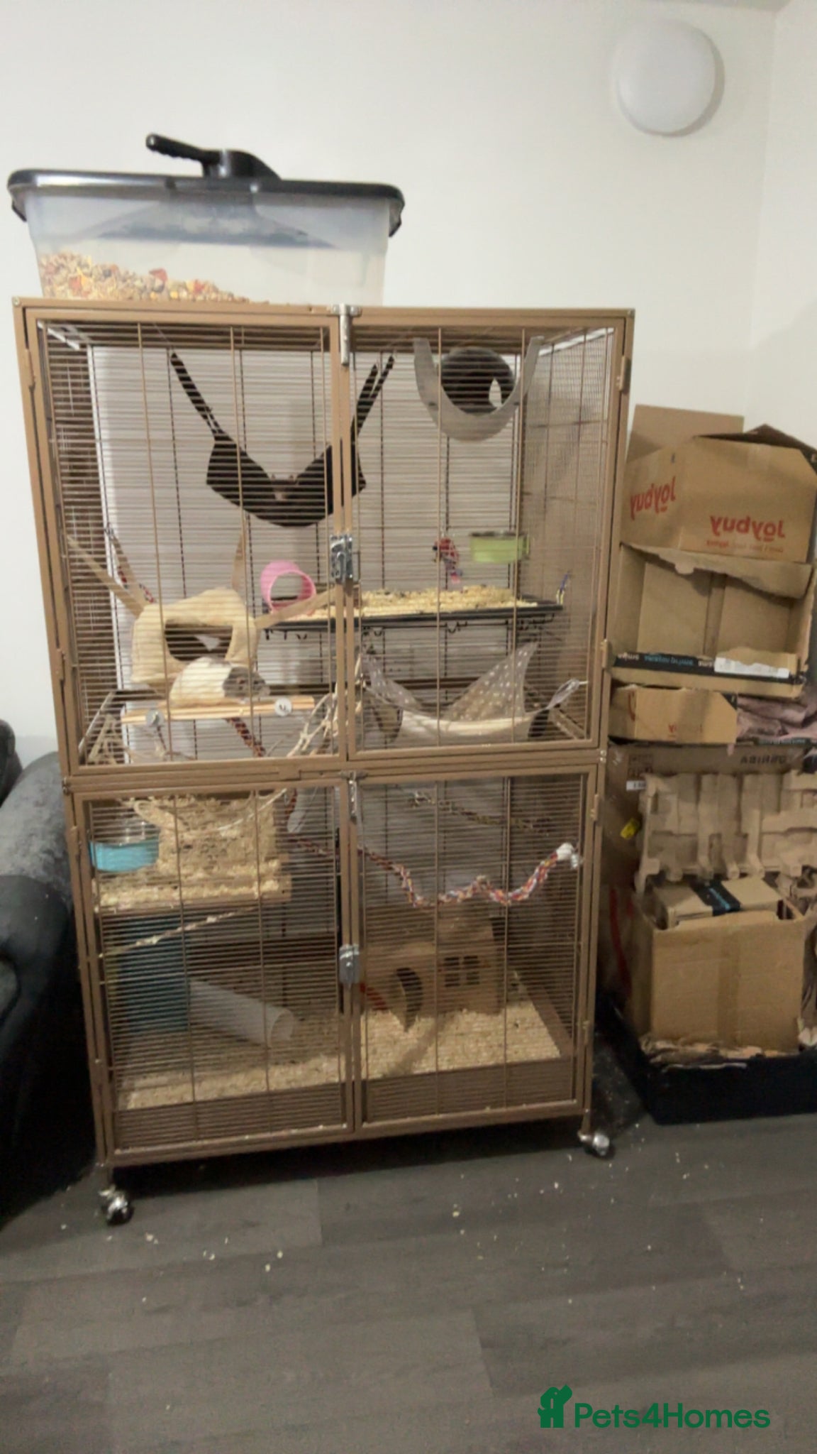 Rat rodents 6 adult female rats - Advert 18