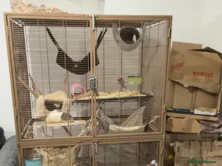 Rat rodents 6 adult female rats - Advert 18