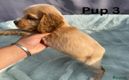 Cocker Spaniel dogs for sale: ⭐️ SHOW TYPE COCKER SPANIEL - READY ON 1ST AUGUST - Image 13