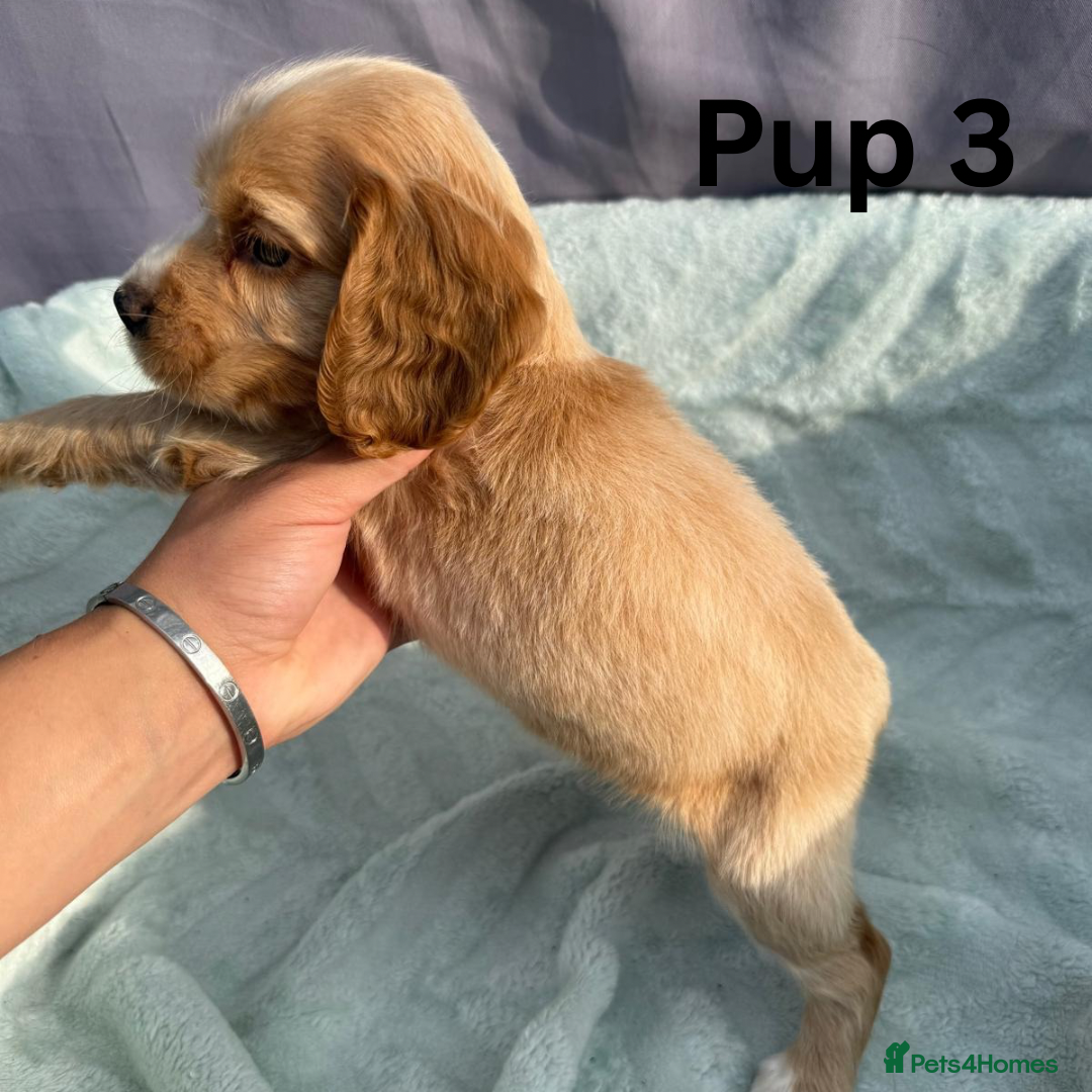 Cocker Spaniel dogs for sale: ⭐️ SHOW TYPE COCKER SPANIEL - READY ON 1ST AUGUST - Image 13