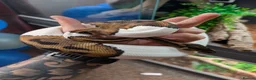 Python Snake reptiles for sale: Pied Royal/Ball Python - Advert 4