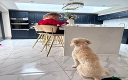 Cockapoo dogs for sale: 5 year old cockapoo girl  - Image 7