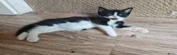 Ragdoll cats for sale: Ragdoll cross kittens - Advert 8