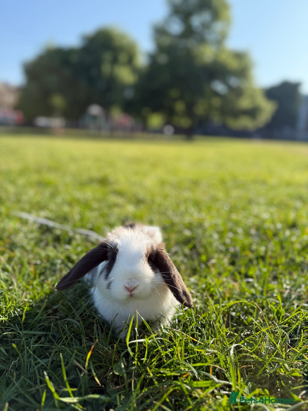 Dwarf Lop rabbits for sale: Mini loop male  - Image 3
