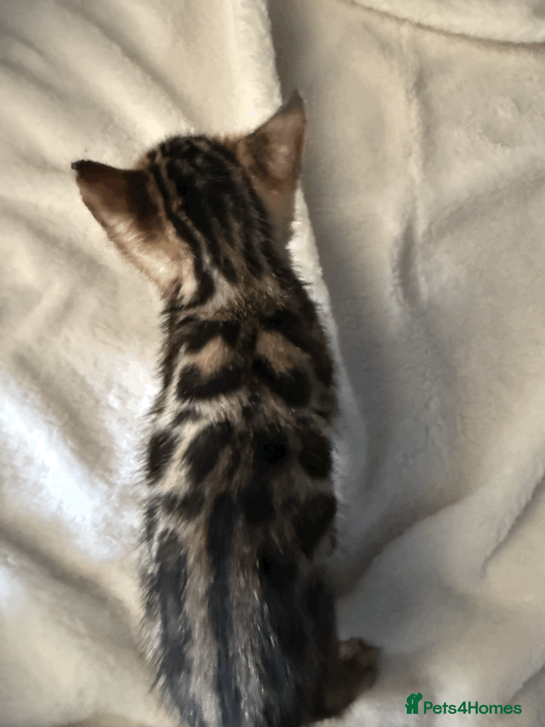 Bengal cats for sale: 5 Beautiful Bengal Brown Rosetted Kittens in London - Advert 17