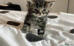 Mixed Breed cats for sale: 4Adorable Longhair Kittens-ready late Sep - Image 4