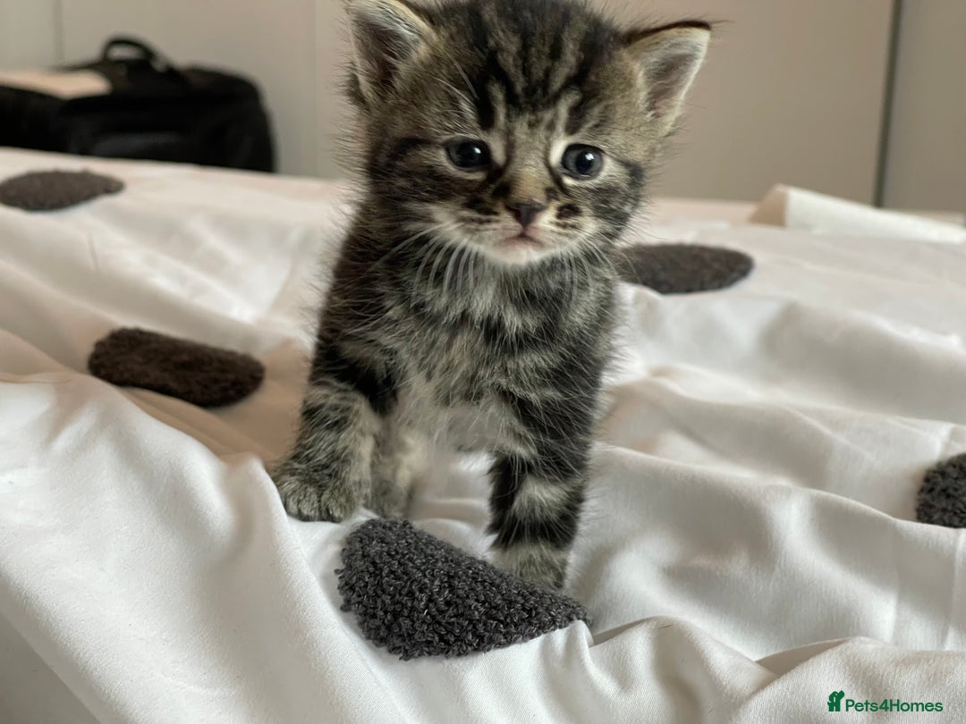 Mixed Breed cats for sale: 4Adorable Longhair Kittens-ready late Sep - Image 4