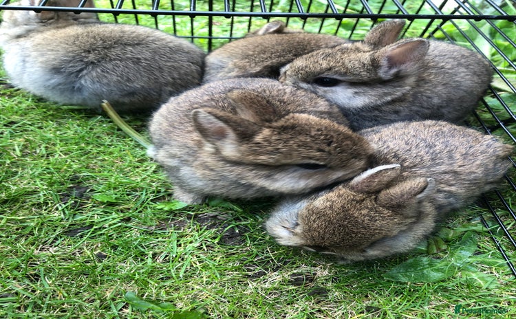 Netherland Dwarf rabbits - Advert 1