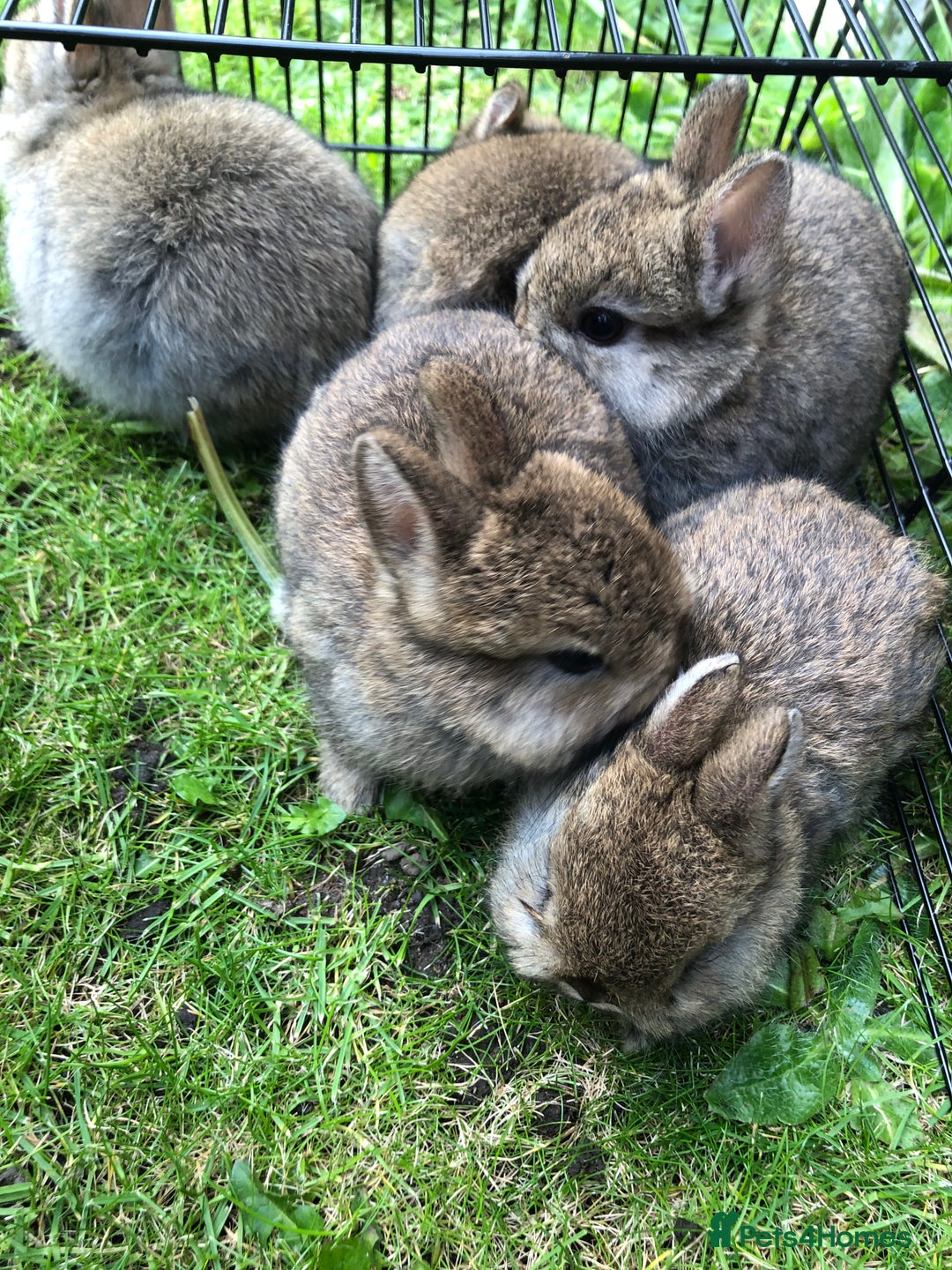 Netherland Dwarf rabbits for sale: 5 netherland dwarf bunnies - Image 1