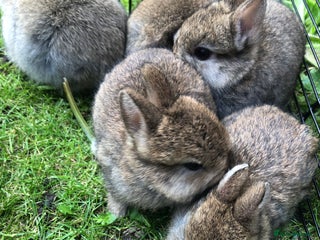 Netherland Dwarf rabbits - Advert 10