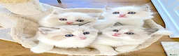 Ragdoll cats for sale: READY NOW *** INDOOR FULL PEDIGREE RAGDOLL KITTENS - Advert 9