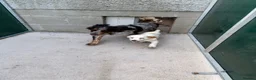 Cocker Spaniel dogs for sale: Cocker Spaniel Pups for Sale  - Advert 12