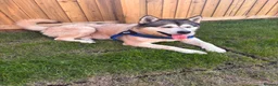 Siberian Husky dogs for sale: Husky for rehoming in Crewe - Advert 2