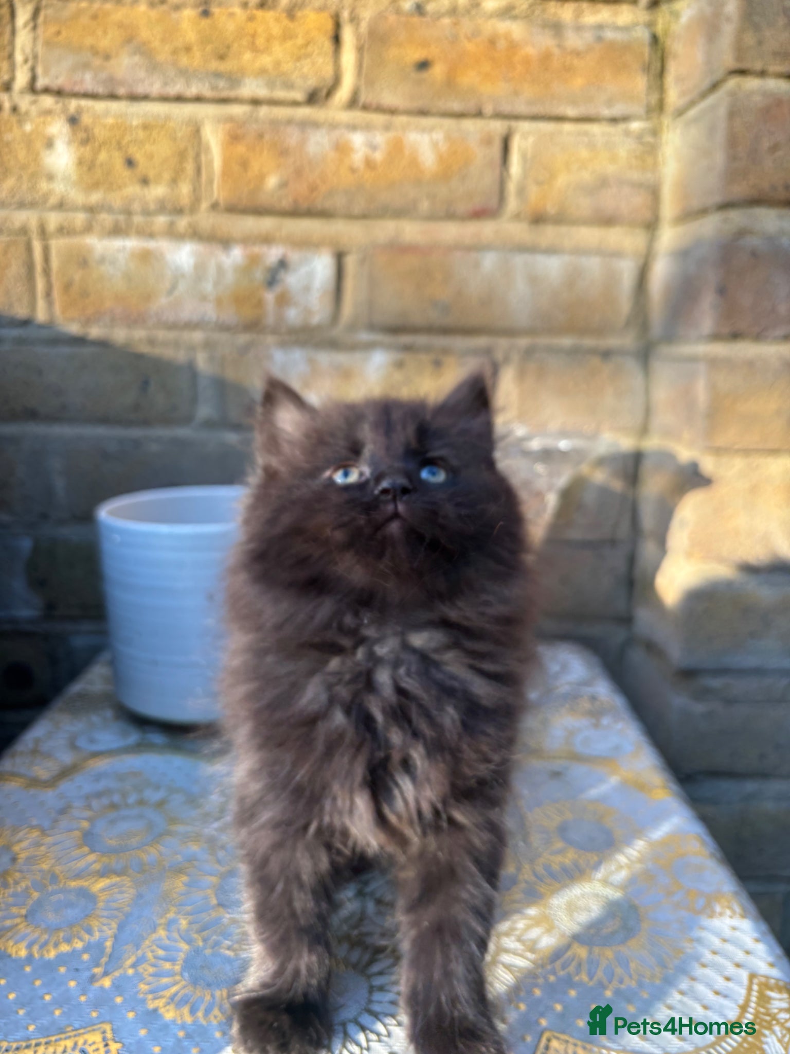 Norwegian Forest Cat cats Adorable Norwegian forest kittens ready to leave  - Advert 2