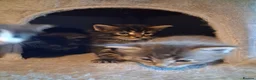 Maine Coon cats for sale: 🐾 **Beautiful Maine Coon Kittens for Sale** 🐾 in Thetford - Advert 13