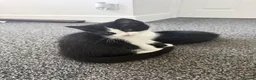 Mixed Breed cats for sale: Lovely kitten looking for a family to grow up  - Advert 3