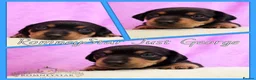 Miniature Dachshund dogs for sale: RKC Registered Miniature Smooth Haired Dachshunds - Advert 6