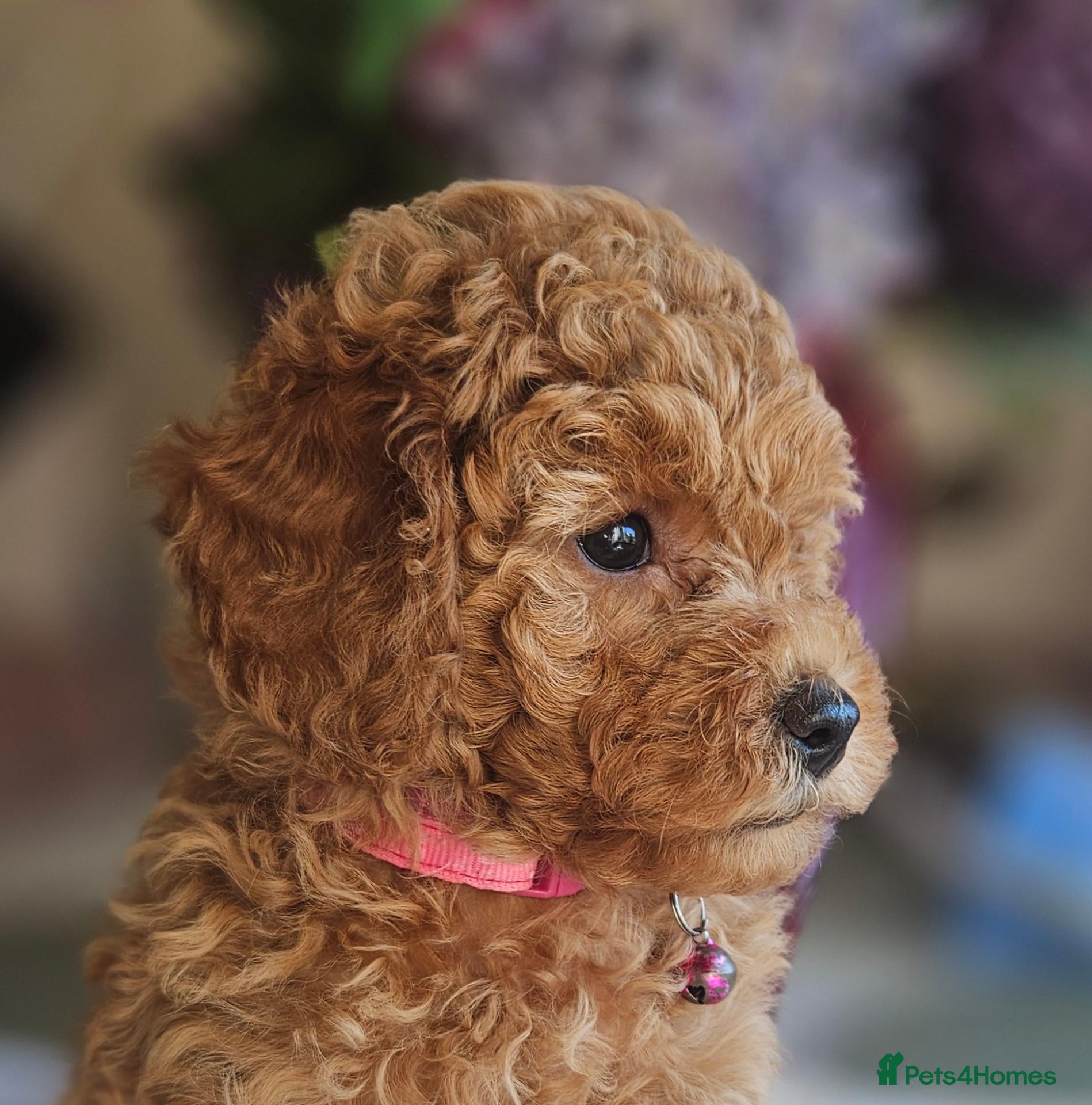 Toy Poodle dogs Ready Friday!Licensed breeder , kc toy poodle Girl - Advert 2
