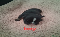 French Bulldog dogs for sale: 8 French bulldog puppies  - Image 6