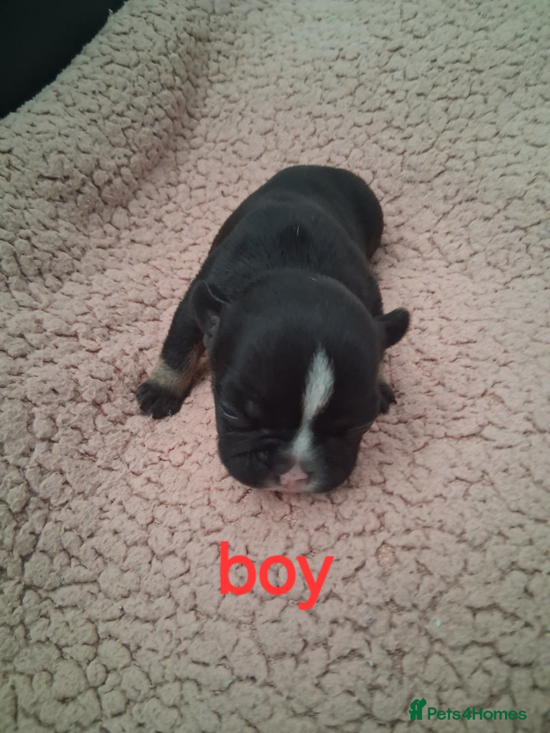 French Bulldog dogs for sale: 8 French bulldog puppies  - Image 6
