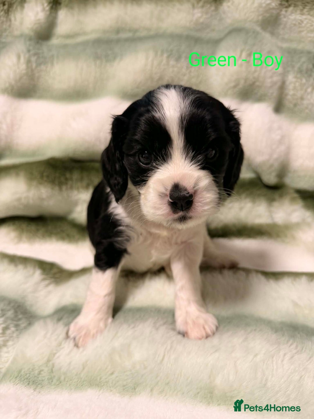 Cockalier dogs for sale: Cockalier  - Advert 4