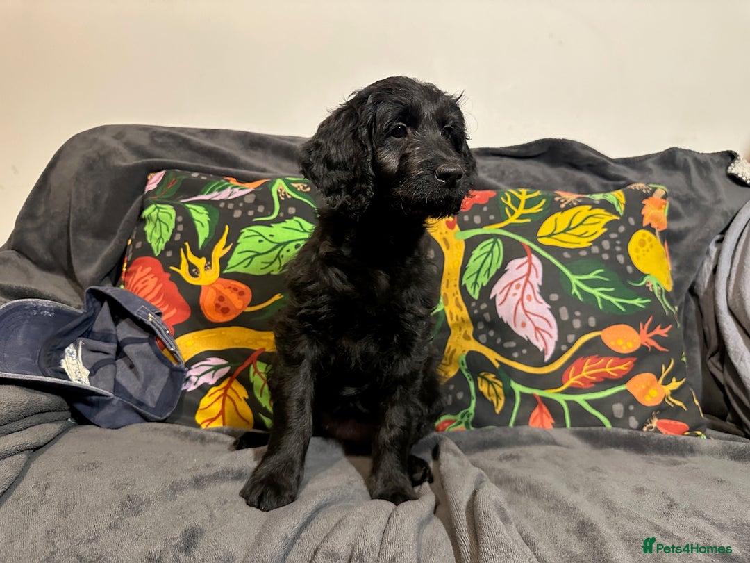 Goldendoodle dogs for sale: Black Phantom Goldendoodles Ready For A New Home! - Advert 34