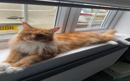 Maine Coon cats for sale: Bob The Cat 🐱 Maine Coon for sale! - Image 3