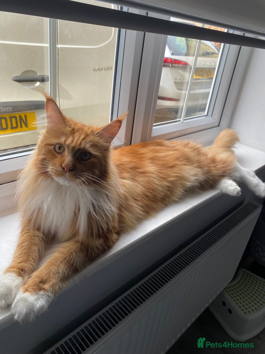 Maine Coon cats for sale: Bob The Cat 🐱 Maine Coon for sale! - Image 3