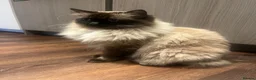 Ragdoll cats for sale: Ragdoll girl  - Advert 3