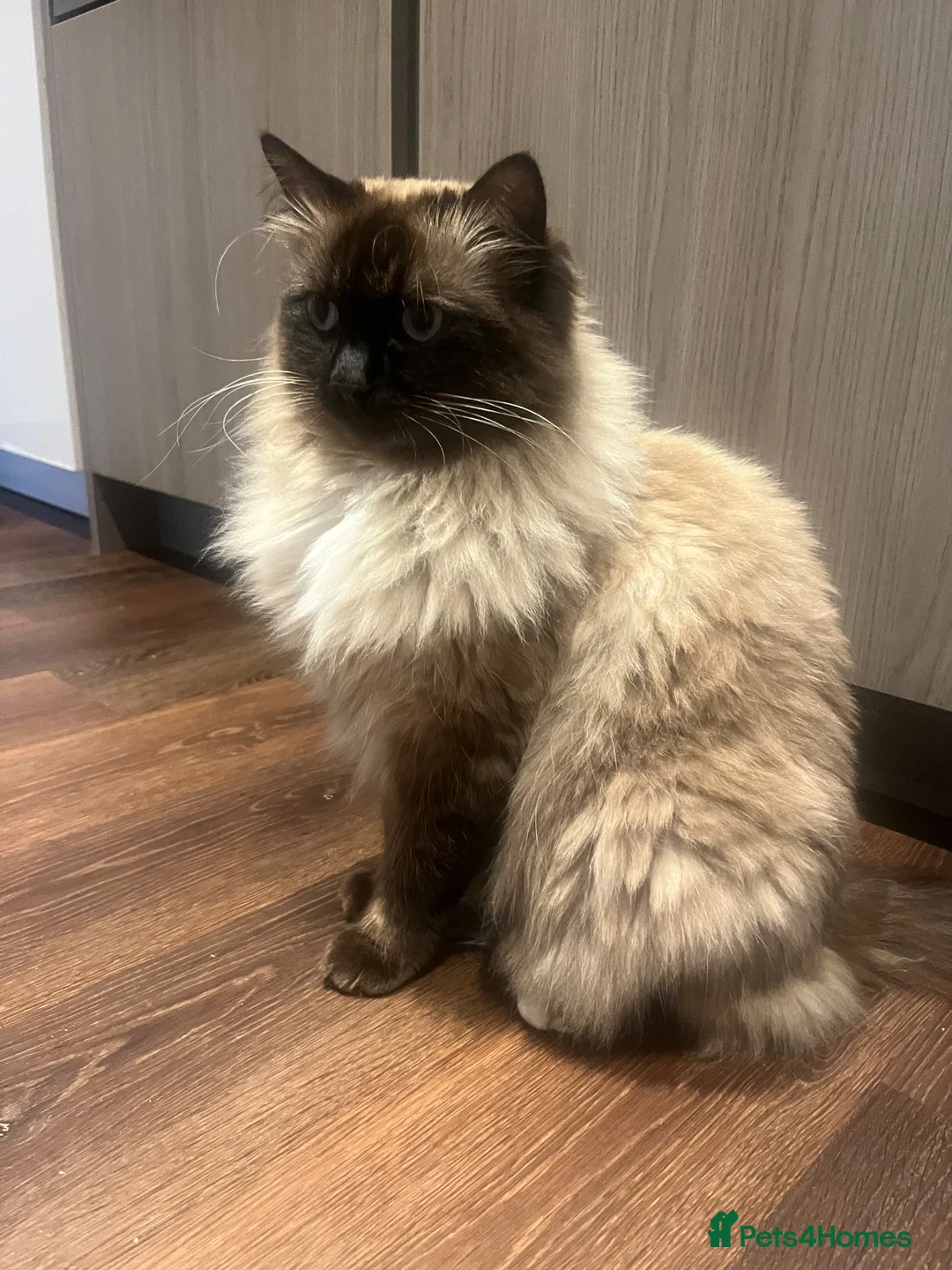 Ragdoll cats for sale: Ragdoll girl  - Advert 3