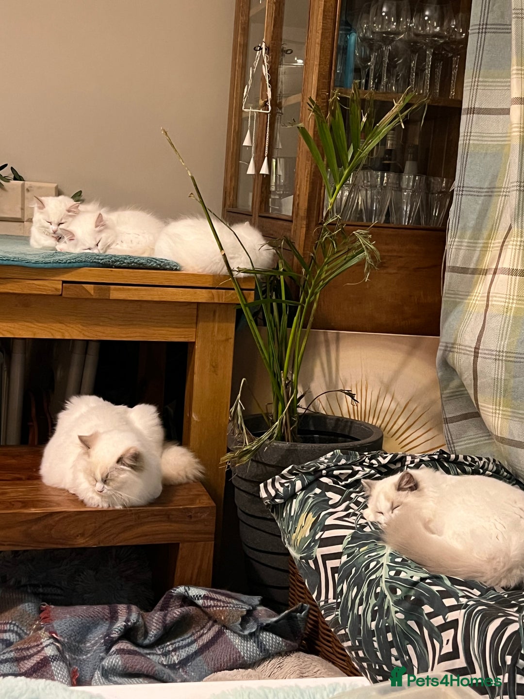 Ragdoll cats for sale: Rare blue+lilac bicolour + blue tortie kittens - Advert 28