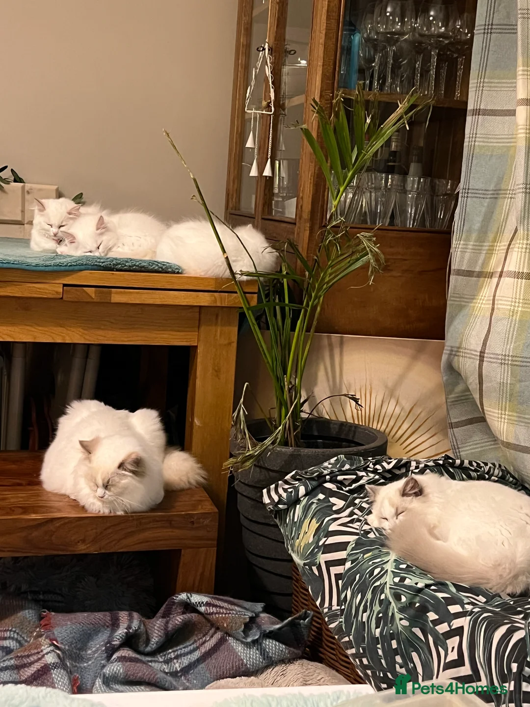 Ragdoll cats for sale: Rare blue+lilac bicolour + blue tortie kittens - Advert 25