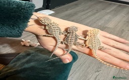 Bearded Dragon reptiles for sale: Bearded Dragon Babies - Advert 10