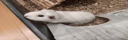 Guinea Pig rodents for sale: Lovely femal guinea pig snowball in London - Advert 3