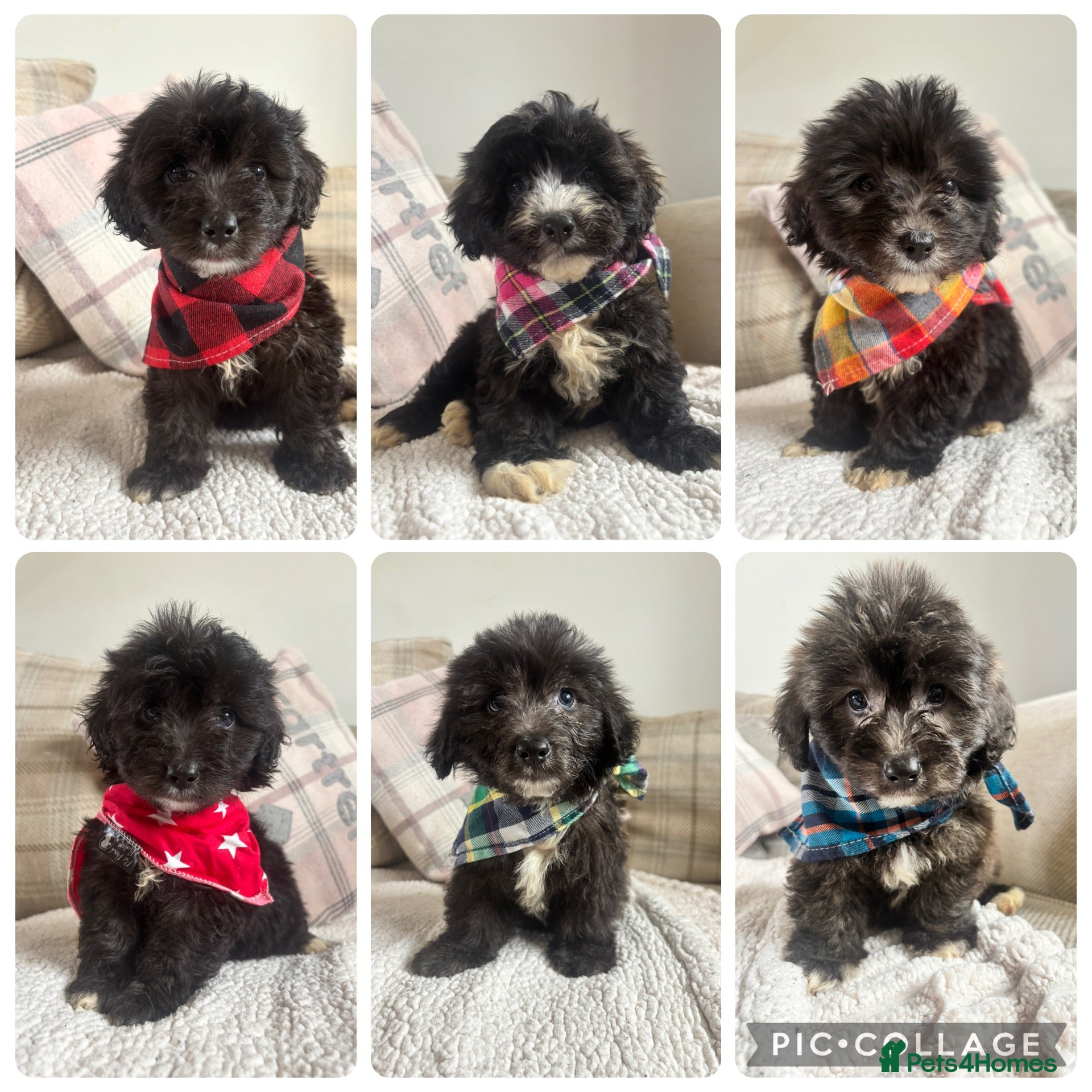 Mixed Breed dogs BEAUTIFUL MINI CORGIPOO PUPPIES  - Advert 1