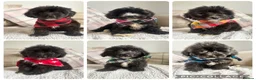 Mixed Breed dogs for sale: BEAUTIFUL MINI CORGIPOO PUPPIES  in Llanelli - Advert 1
